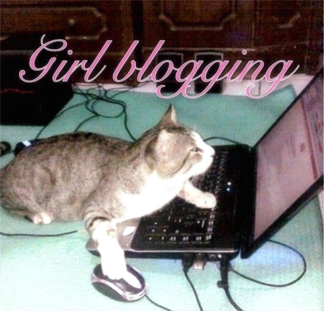 cat blogging on a computer